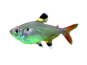 Pristella Tetra