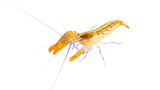 Blue Leg Pistol Shrimp