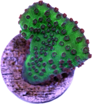 Green Turbinaria Cup coral