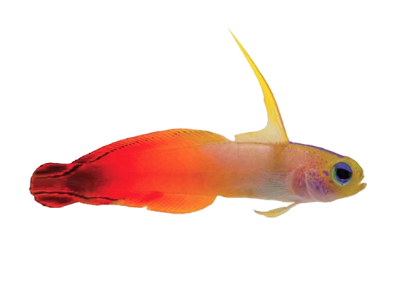 Firefish