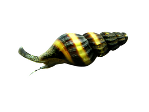 Assassin Snail