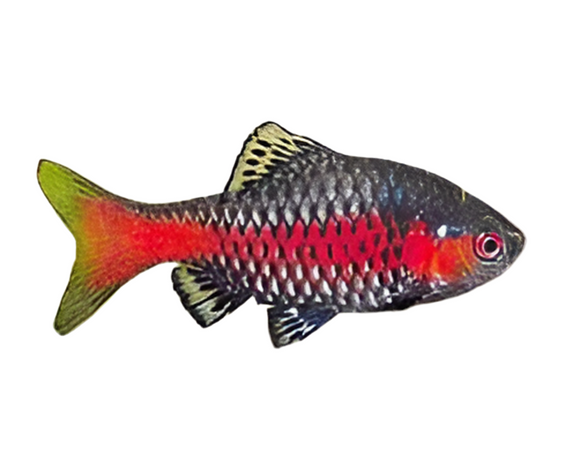 Odessa Barb