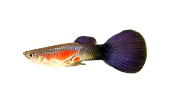 Purple Queen Guppy