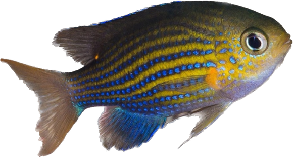 Lined Puller Chromis 