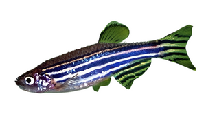 Assorted Zebra Danio