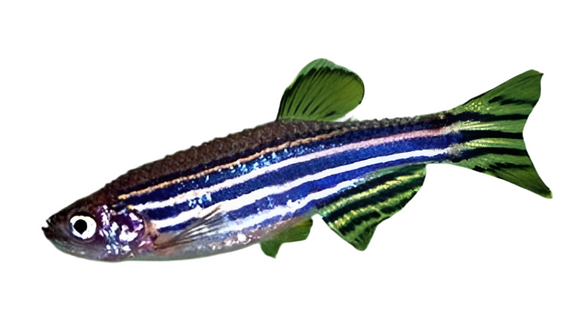 Assorted Zebra Danio