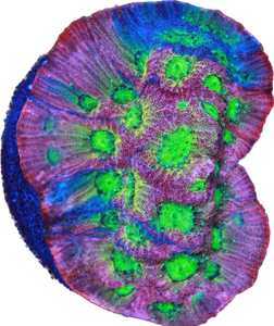 Dayglow Grafted Favia Frag