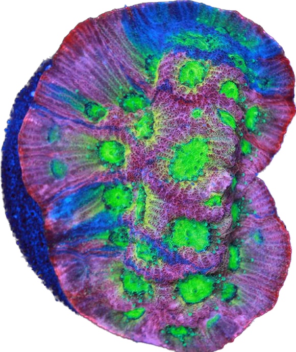 Dayglow Grafted Favia Frag