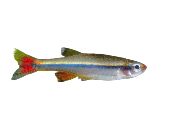 White Cloud Mountain Minnow