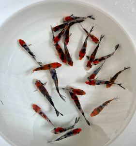 Koi 2.5”-4” (5 Lot) Staff Pick