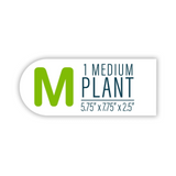 GloFish Plant Java Moss