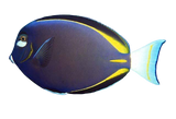 White Cheek Tang ML