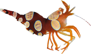 Sexy Shrimp (Thor amboinensis)