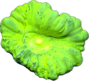 Kryptonite Trumpet Coral Frag (per head)