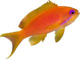 Lyretail Anthia Female