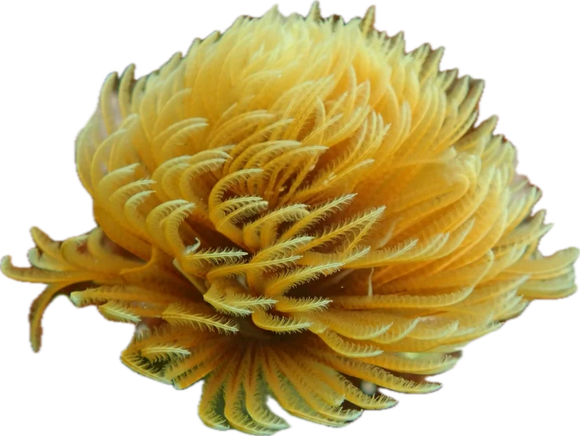 Yellow feather Duster lg