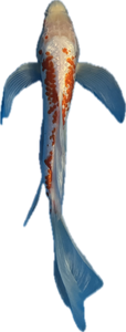 Koi WYSIWYG 11”