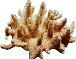 Lobophytum sp - Devil's Hand (large colony)