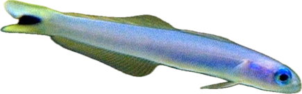 Blue Dartfish /With Orange Stripe