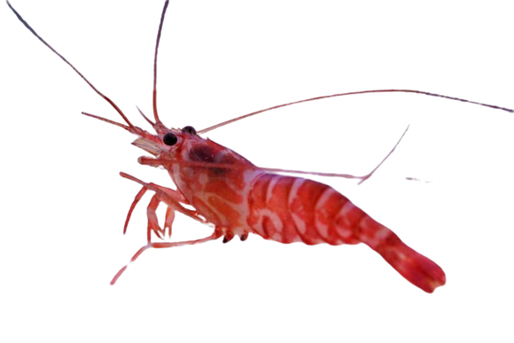 Striped Pacific Peppermint Shrimp