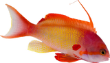 Lyretail Anthia Male