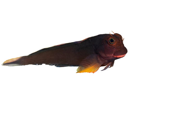 Red lipped blenny (arrived Dec 3 )