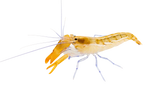 Blue Leg Pistol Shrimp