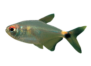 Head and Tail Light Tetra