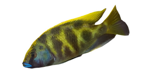 Nimbochromis venustus