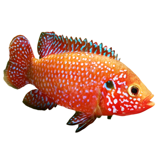 Red Jewel Cichlid 2”