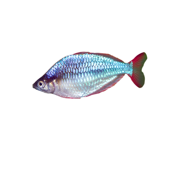 Neon Dwarf Rainbow Fish