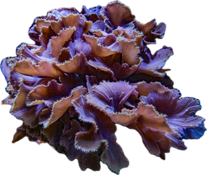 Purple Cabbage coral colony 8-12”