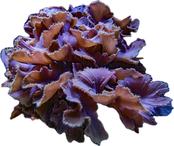 Purple Cabbage coral colony 8-12”