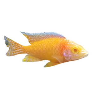 Albino dragon blood cichlid 1 "