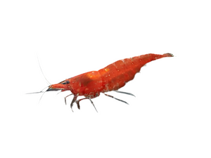 Super Red Cherry Shrimp