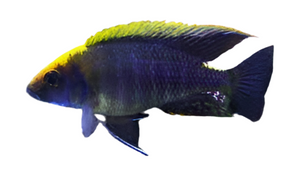 Sulfur head peacock cichlid