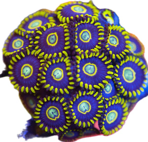 Blue Hornet  Zoa