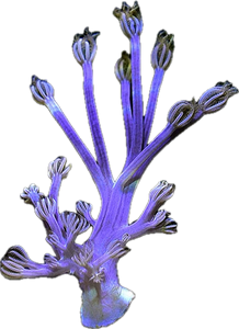 Purple Cespitularia