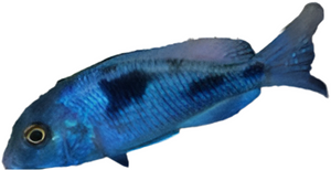 Blue Dolphin Cichlid