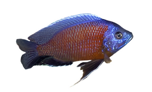 Red Fin Borleyi Cichlid 2"