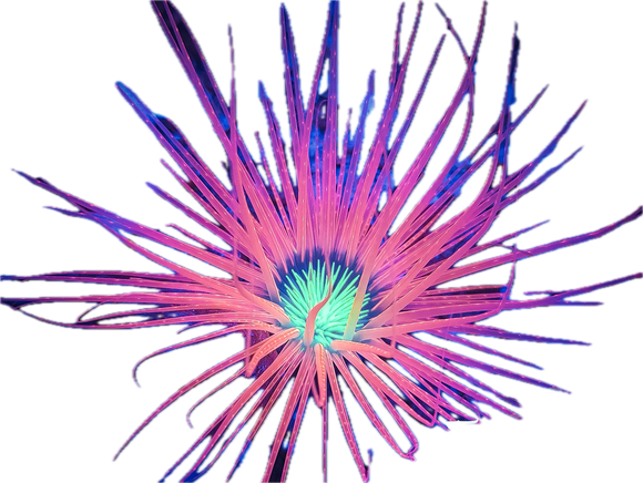 Orange Tube Anemone sm