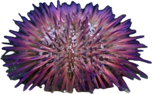 Purple Pin Cushion Urchin (Lytechinus variegatus)