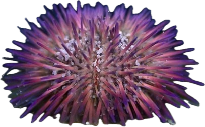 Purple Pin Cushion Urchin (Lytechinus variegatus)