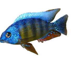 Taiwan Reef Cichlid