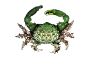 Green Emerald Crabs