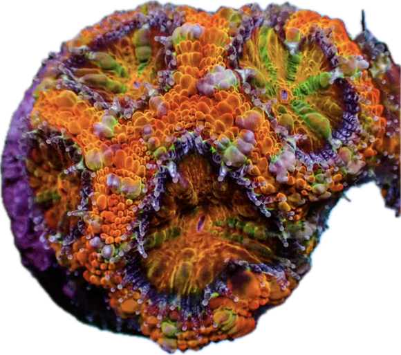 Citrus Rainbow Acan