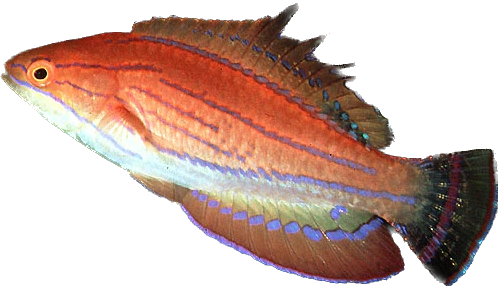 Carpenters Wrasse Male