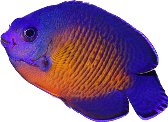 Deep Water Coral Beauty Angel S