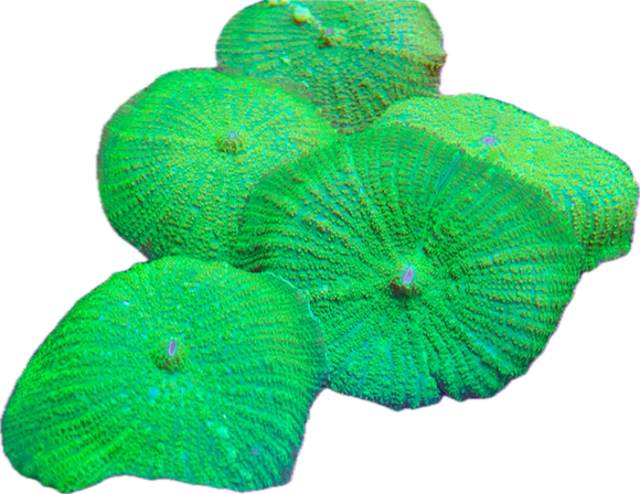 Bright Green Rhodactis Mushroom (per leaf)
