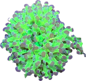 Green Frogspawn (per head)